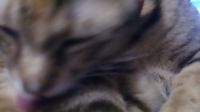 https://images.plurk.com/7cfyWSrlxCZ8LMwkpDgZnG.jpg