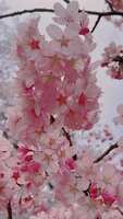 https://images.plurk.com/7d0wjtI4NqnGkGi2xVen1X.jpg