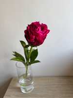 https://images.plurk.com/7ddUn0NHrE6UqkdYPifgOG.jpg