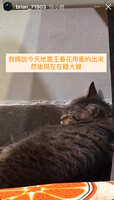 https://images.plurk.com/7fo7vHLSaClnrSVPTlDyYS.jpg