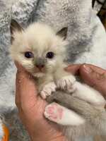 https://images.plurk.com/7g16wE25UhtzTryOf6cZoR.jpg