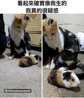 https://images.plurk.com/7gQg99a5QksmtmTgbdebmQ.jpg