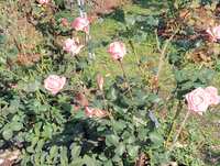 https://images.plurk.com/7gpqNwf2hJFzBwiAdciXDr.jpg