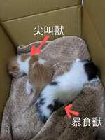 https://images.plurk.com/7gx4mVX0wMryqiH9S30XW.png