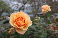 https://images.plurk.com/7hdBAKmj7M5r1IPwTik8tw.jpg