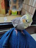 https://images.plurk.com/7j1lix9GbuJssBLAyttIsv.jpg