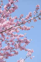 https://images.plurk.com/7jLiYvVq11pg8KUSDof29g.jpg