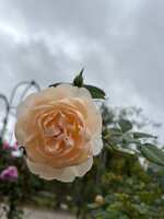 https://images.plurk.com/7jeOkp7Qn2dWA8WdsYc1Bo.jpg