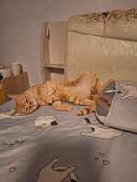 https://images.plurk.com/7lBOzrHqeB1plQTSU955AO.jpg
