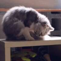 https://images.plurk.com/7lC0snguIYo1IITgOsNait.gif