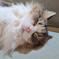 https://images.plurk.com/7lEPKqHcDayDT1RxTksoKJ.jpg
