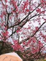 https://images.plurk.com/7lSVPNz5CBd7NmwlJ2iE3X.jpg