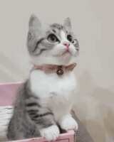 https://images.plurk.com/7leY3sOGfaMlFMBESgwoVJ.gif