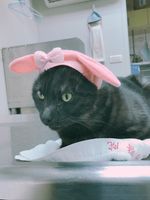 https://images.plurk.com/7mR5ifrSCDKxlElWURqv9q.jpg