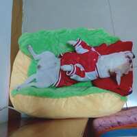 https://images.plurk.com/7n0LBUOYsOIqxprjaWoW4d.jpg