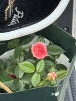 https://images.plurk.com/7nbWEcy6SK3SLa969FUGaL.jpg