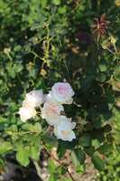 https://images.plurk.com/7o9udcWfG3Kle89KaDttdM.jpg