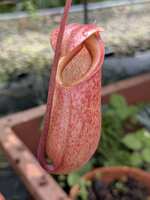 https://images.plurk.com/7oaPhMLzZfY8FW6AxbMLuJ.jpg