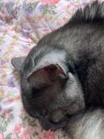 https://images.plurk.com/7oyCOOAMcTaPmImk864O70.jpg