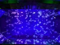 https://images.plurk.com/7pUmYxdNrEWLix7XwXUvLI.jpg