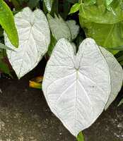 https://images.plurk.com/7rapL4KPoZuU1kYyA9CZSq.jpg