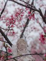 https://images.plurk.com/7sgYERHEXUiDYw64Cau2CY.jpg