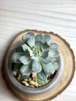 https://images.plurk.com/7sxdmJcAuHxSSNijfSSl5p.jpg