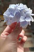https://images.plurk.com/7uz0WQjbZZh41EyGavR7Pq.jpg