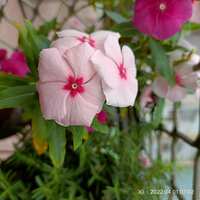 https://images.plurk.com/7vjVq5BqUZPcZb36TPrmHm.jpg