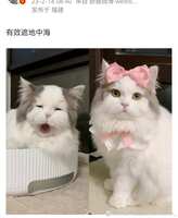 https://images.plurk.com/7w9x3SxpLr55I9HytbQoaf.jpg