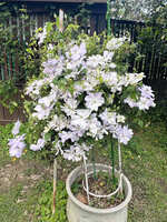 https://images.plurk.com/7wfHoLBxaOmXeGoF4RH3Np.jpg