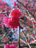https://images.plurk.com/7xMqAbH5NmJ7USw8VKaZEW.jpg