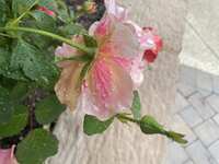 https://images.plurk.com/7yPO8HcCwmzi6XcjVAOvlq.jpg