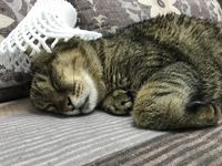 https://images.plurk.com/7ztIGKB6PbJirOcgQLZnDB.jpg