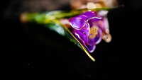 https://images.plurk.com/802ccZ8KX781JjswsioGC.jpg
