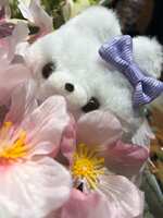 https://images.plurk.com/8ERupLBjSVy5WB3GWrv6V.jpg