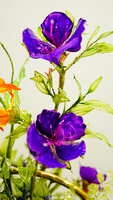https://images.plurk.com/9uVZ1yNJBDo1cjNzHQd05.jpg