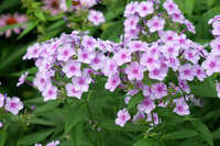 https://images.plurk.com/AGrlXCwFyzf1lHu3YdT71.jpg