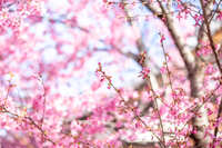 https://images.plurk.com/C5KsrEQBOyuhOJK4ZCLfu.jpg