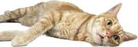 https://images.plurk.com/CqNHMuK7qyFPv1kSO31Jn.jpg