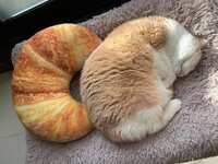 https://images.plurk.com/Css3vWqx5u1CI9yev9WKB.jpg