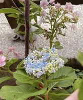 https://images.plurk.com/Cvo5zgVPbRnY7tbWalHlG.jpg