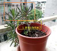 https://images.plurk.com/Emlj51mkgOeEJu6ITEPhh.jpg