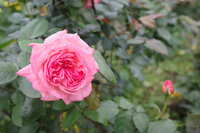 https://images.plurk.com/F4BbZObo4aAA9Lu0KQypx.jpg