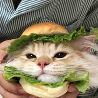 https://images.plurk.com/Fr5b0JUJnIs51HzwsyAeS.png