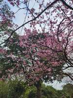 https://images.plurk.com/HTGB3Ux9US4OLC559wD3r.jpg