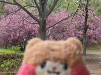 https://images.plurk.com/HX7NYUOz0ubPfN46ED6qQ.jpg