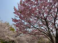 https://images.plurk.com/IYCNGUc5IFQBBdmmWKzem.jpg