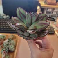 https://images.plurk.com/JjDvlSswbkwwS28RGvois.jpg