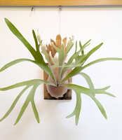 https://images.plurk.com/LCXoNG15s79LXVa0LnVRp.jpg
